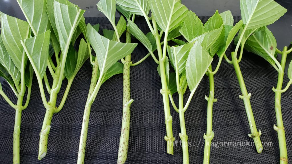 紫陽花　挿し穂 紫陽花 挿し穂