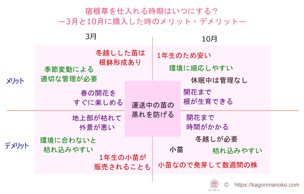 宿根草を購入する時の注意点